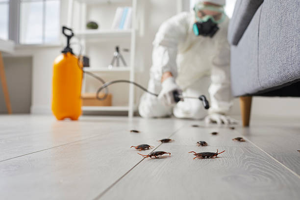 Post-Treatment Bed Bug Interceptor Monitoring in Sandy